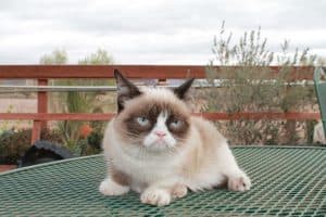 GrumpyCat05