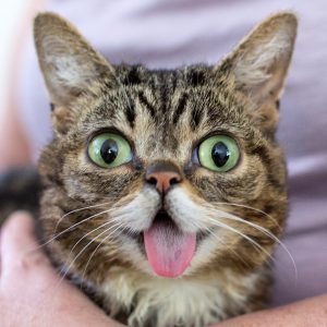 LilBub02