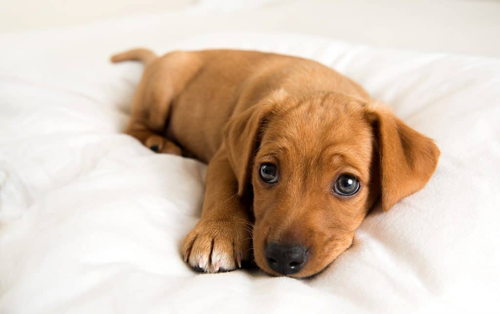 Filhote de cachorro marrom deitado em uma cama.