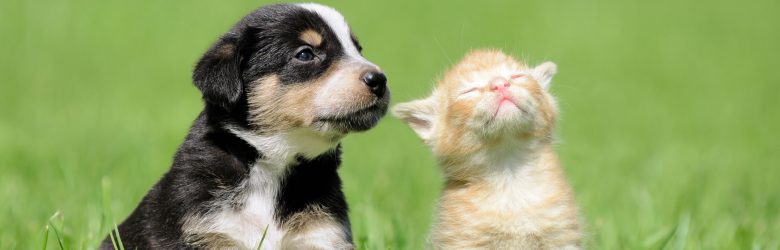 Por Que A Castração De Cães E Gatos é Tão Importante