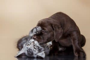 Cachorro evitando briga com gato