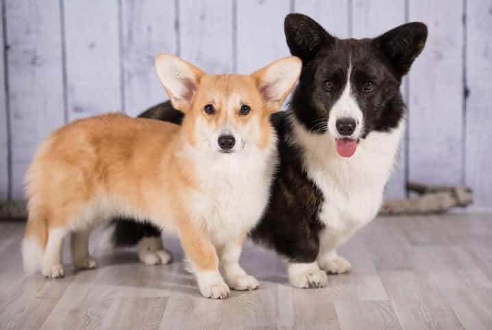 dois cachorros da raça corgi juntos.