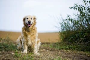 Cão idoso da raça golden retriever