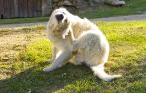 Cão, aparentemente infestado por carrapatos, se coçando