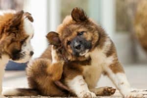 Cachorro com pulgas se coçando