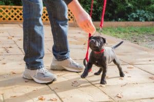 Tutor aprendendo como treinar seu cachorro