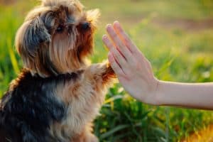 Como treinar seu cachorro com alegria