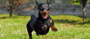 Cão correndo animado e feliz 