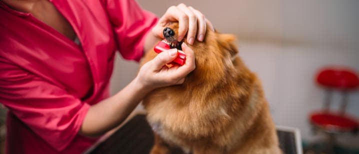 cachorro escovando os dentes