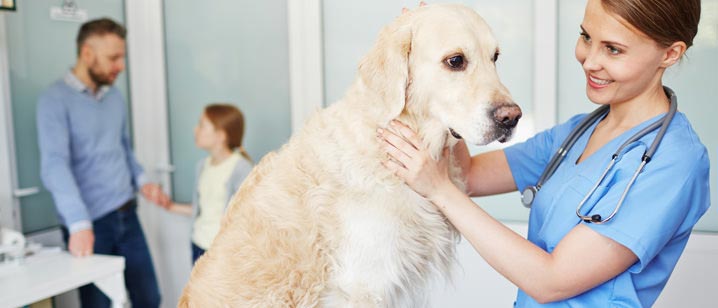 cachorro veterinario