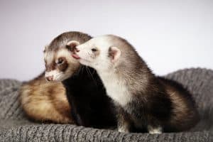 Casal de ferrets