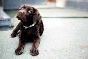 Pet pensando em chocolate para cachorro