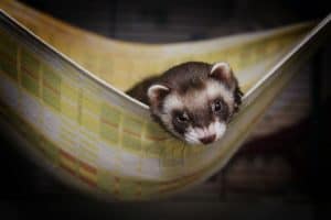 Ferret