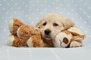 Cão deitado sobre cachorrinho de pelúcia