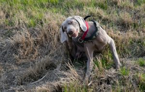 Cão que aparenta estar com pulgas