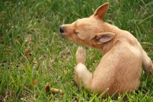 Cachorro coçando o corpo