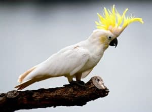 Cacatua, um animal exótico bastante popular