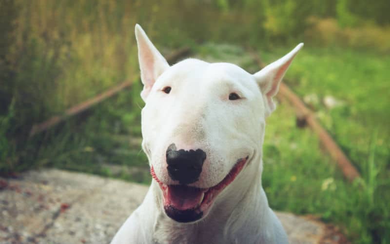 bull terrier 02