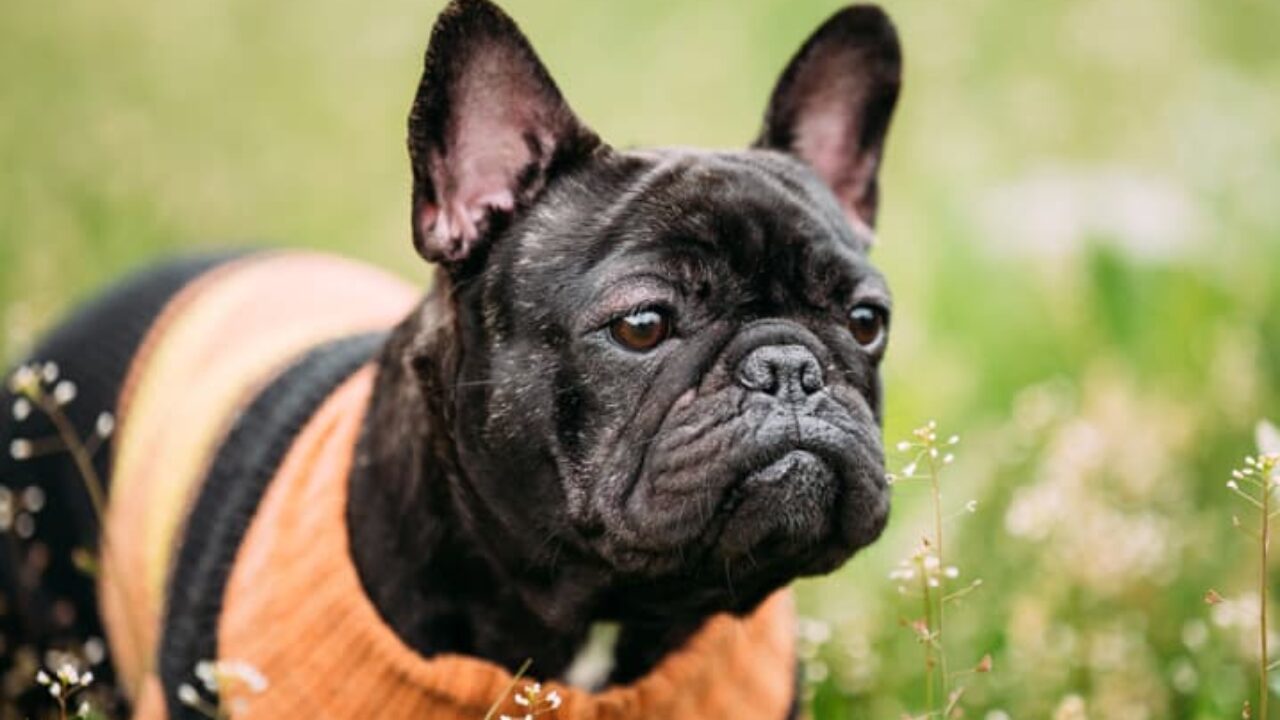 9 diferenças entre o buldogue inglês e o buldogue francês