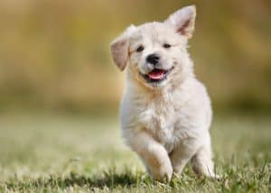 Filhote de cachorro correndo no gramado