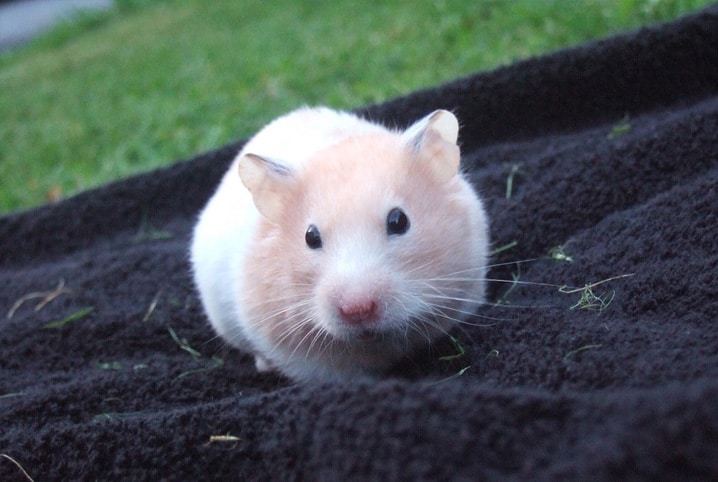 Um hamster com longos bigodes está sobre uma pilha de doces.
