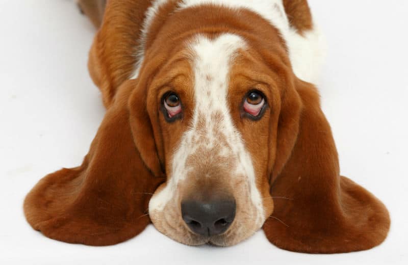 basset hound 01