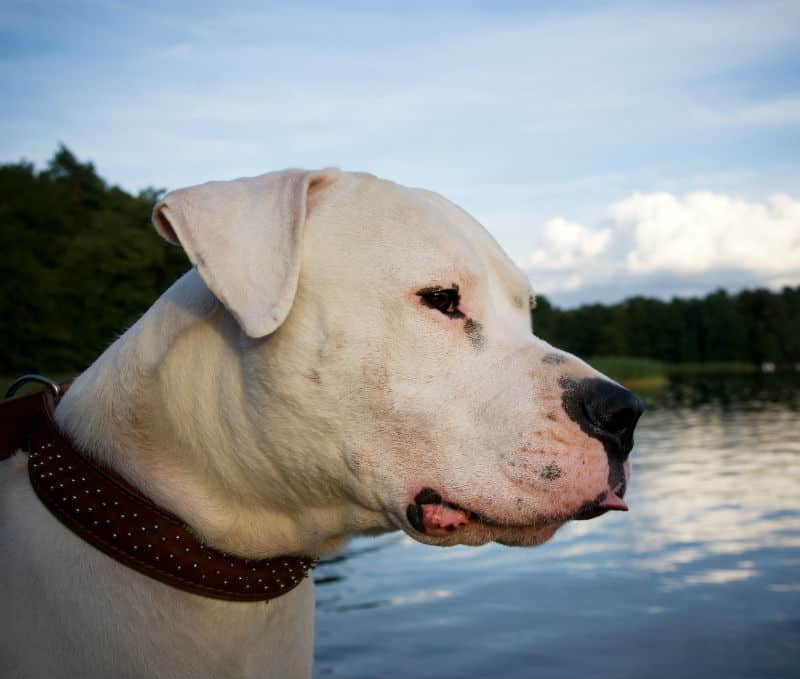 dogo argentino 01