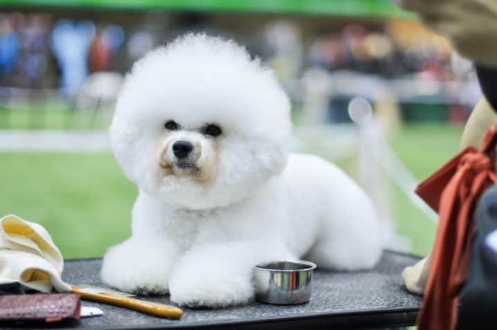 bichon frise 01