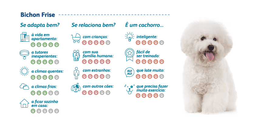 bichon frise caracteristicas