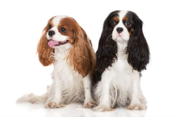 cavalier king charles spaniel 01