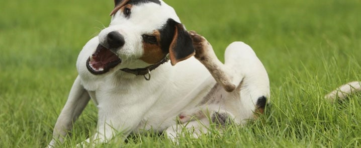 Cachorrinho se coçando