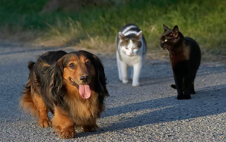 cachorro e gato