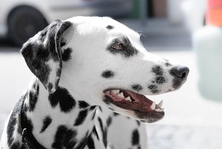 escovar dentes cachorro dicas