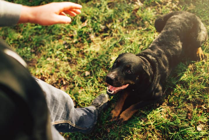 Qual a importância do adestramento canino Petz