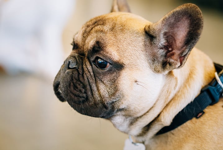 meu cachorro não quer comer 