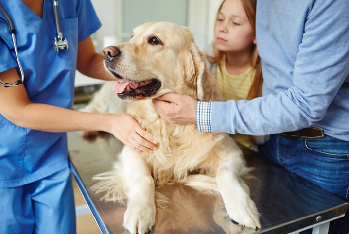 Cachorro golden sendo examinado pela veterinária.