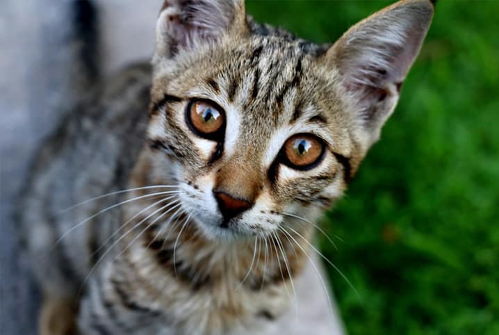 melhor areia para gatos