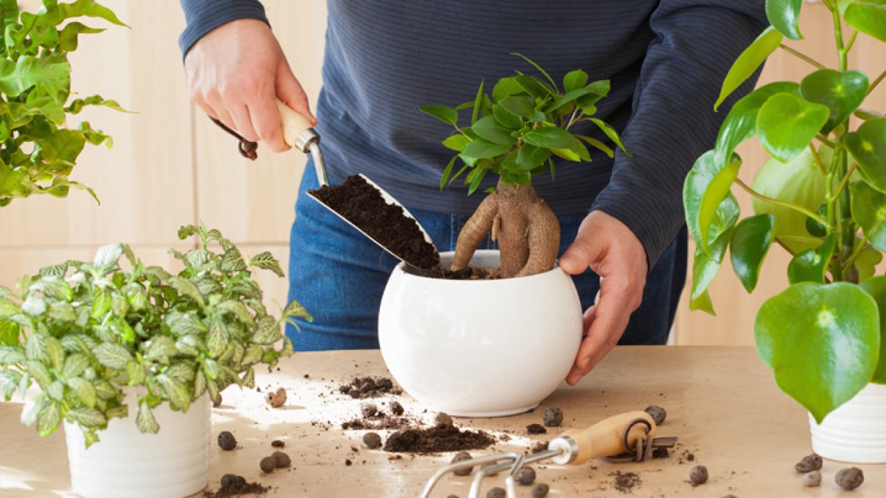 14 plantas coloridas e estampadas para ambientes internos