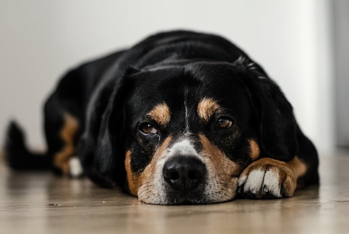 Cachorro de pelos pretos deitado no chão de madeira.