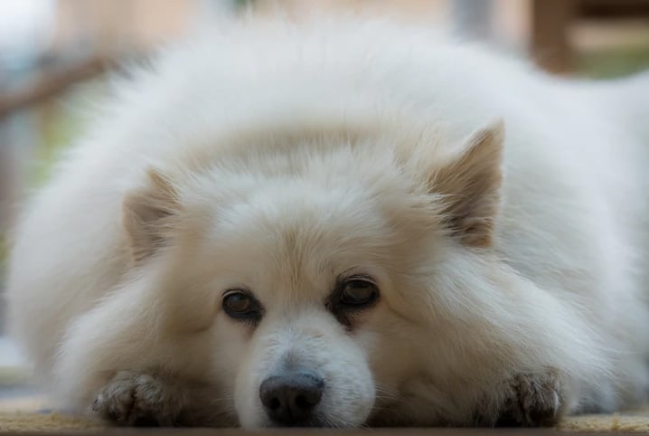 Cachorro com pelos brancos deitado no chão.