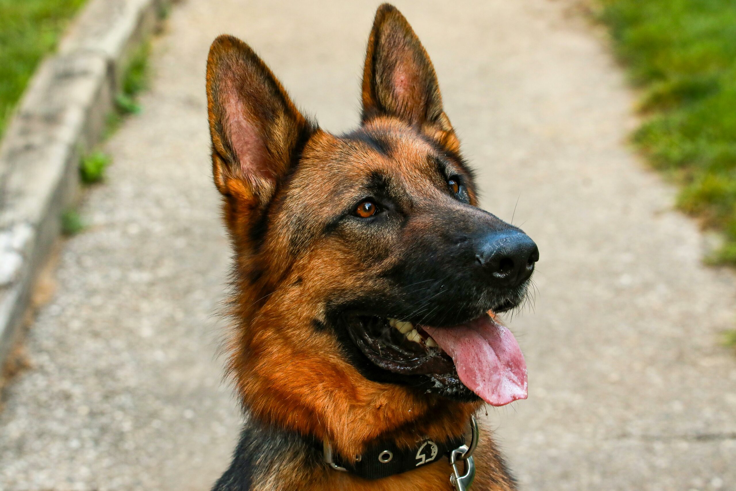 Cachorro pastor alemão com a língua de fora.