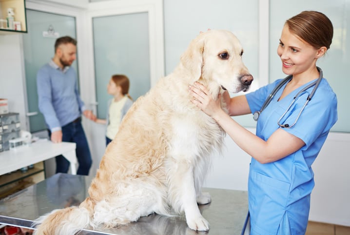 cancer de prostata em cachorros