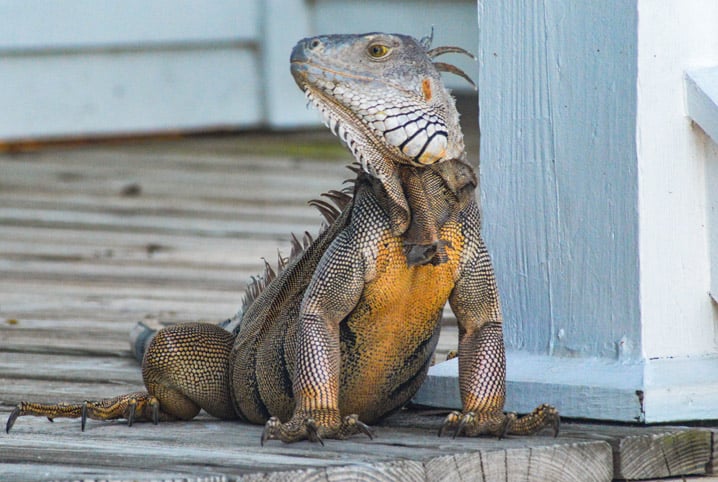 Como criar uma iguana: conheça os cuidados com esse réptil tão querido -  Blog Petz