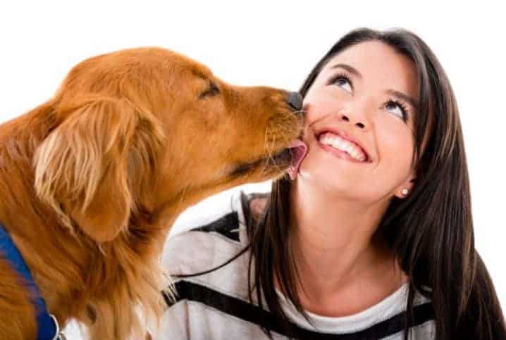 Cachorro Golden lambendo o rosto de uma mulher que está sorrindo.