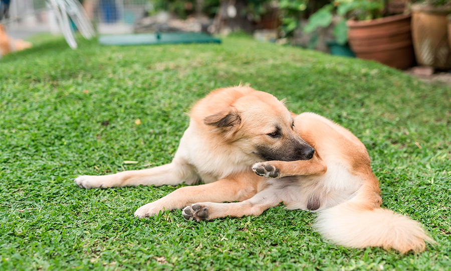 Cachorro coçando a pata com a boca.