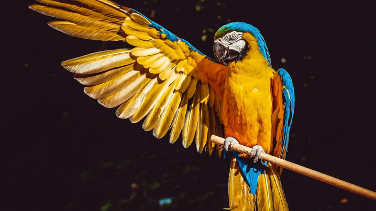 Pombo transmite doença: mito ou verdade? Descubra