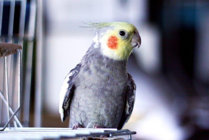 Aves Domesticas Saiba Quais Podem Ser Criadas Em Casa Petz