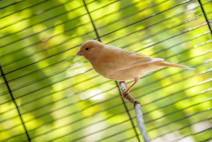 Aves Domesticas Saiba Quais Podem Ser Criadas Em Casa Petz