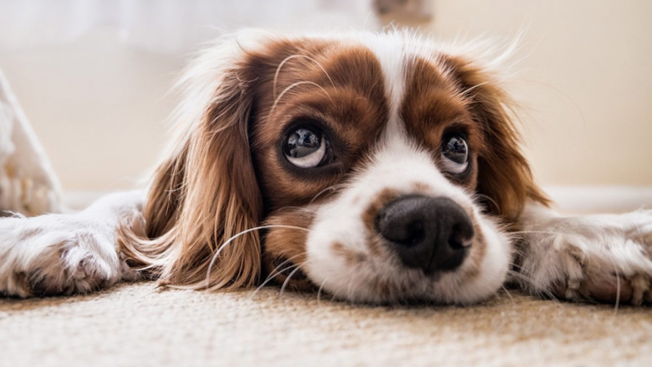 Cachorro com ciúmes: descubra aqui se é bom ou ruim | Petz