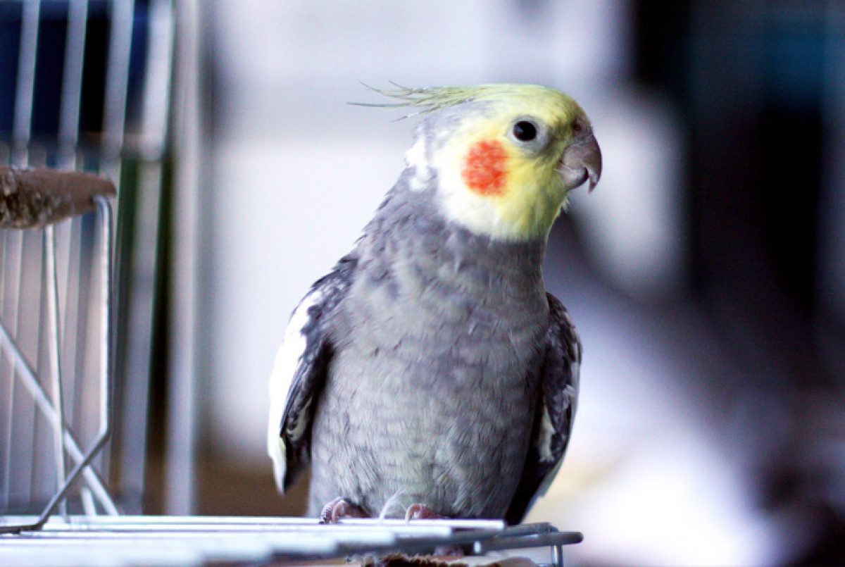 Calopsita Começa A Cantar Com Quantos Meses Como Saber Se A Calopsita E Macho Ou Femea Descubra Aqui Petz